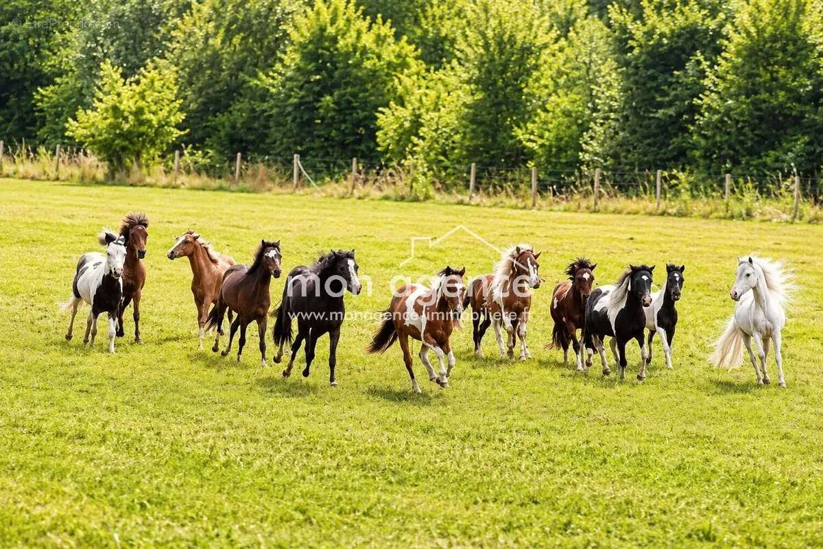 Haras d'exception de 12 hectares aux portes du Pays de Bray - photo 22