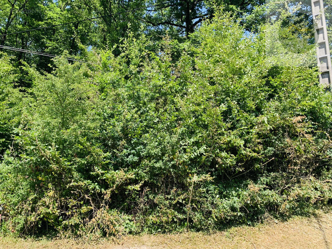 8 km sud egreville - photo 3