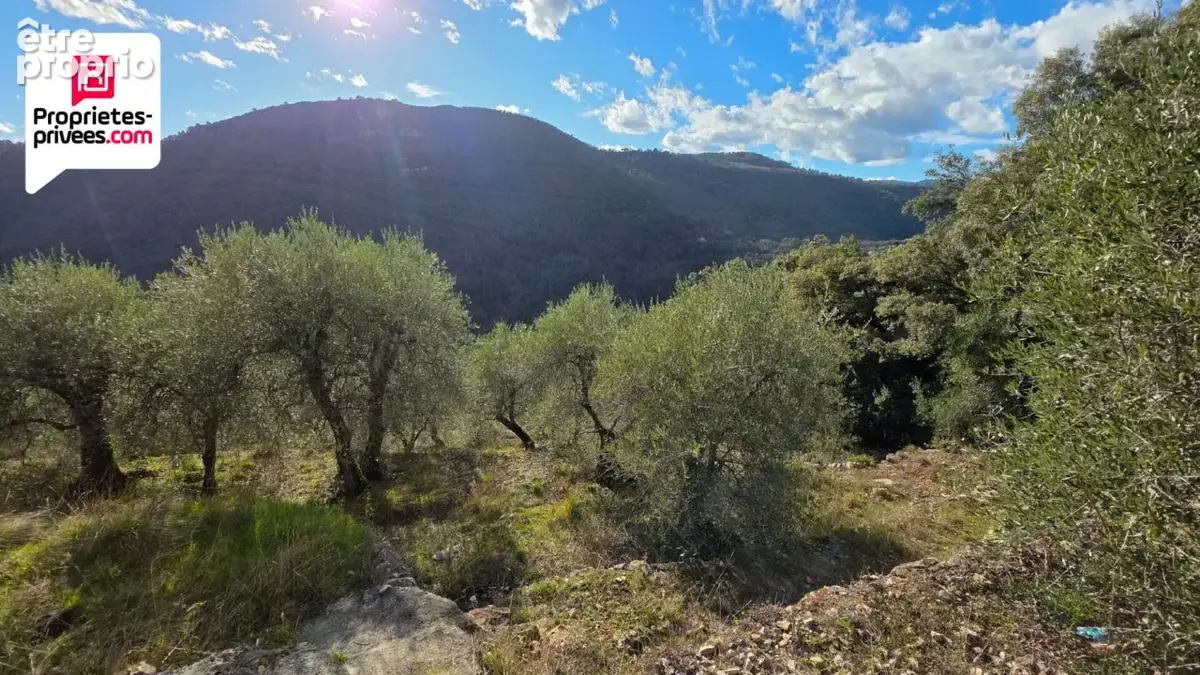 Magnifique Oliveraie et forêt avec Cabanon en vallée de la Siagne 16190 m2 - photo 10