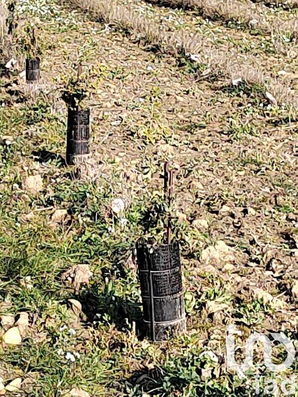 Photo 4 - Terrain à SAINTE-CECILE-LES-VIGNES