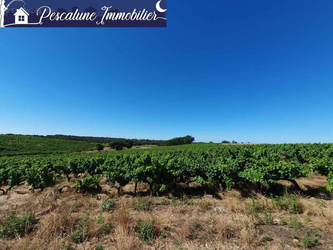 Propriété viticole 10 ha  Villa 95 m²  Vignes AOC - photo 6