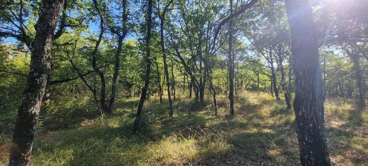 Terrain à SAINT-PAUL-DE-LOUBRESSAC