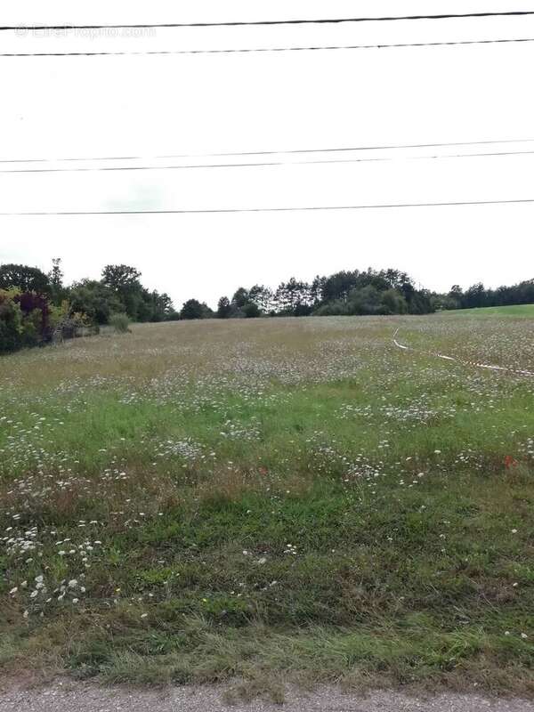 vue sur le terrain à bâtir depuis la rue - Terrain à TRUCY-SUR-YONNE