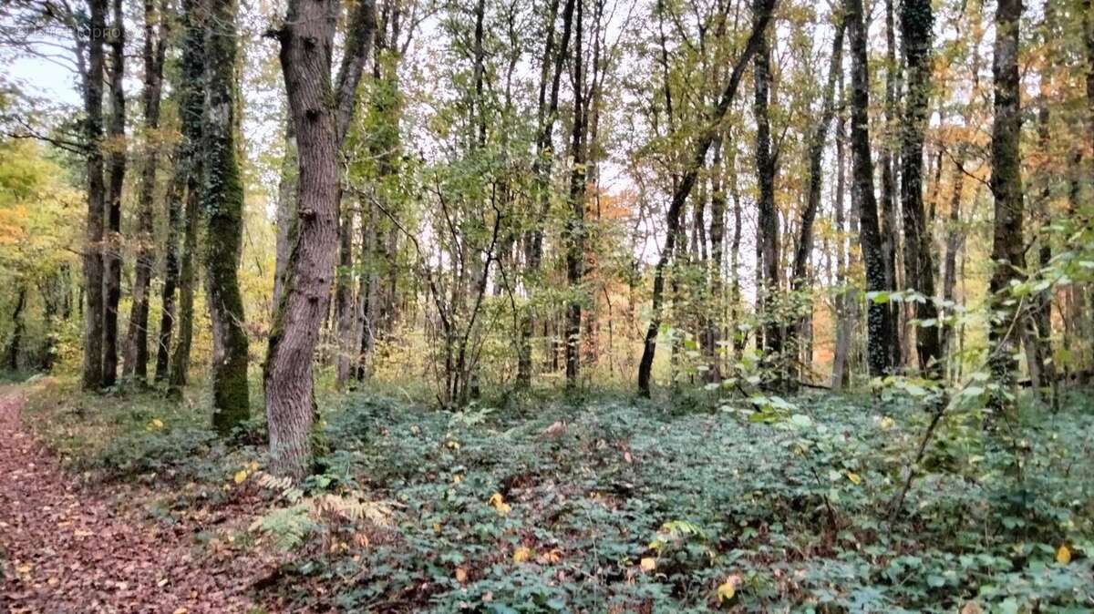 Terrain à VOUILLE