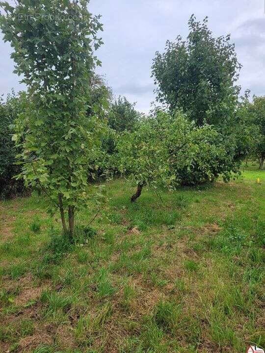 Photo 2 - Terrain à SAISSEVAL