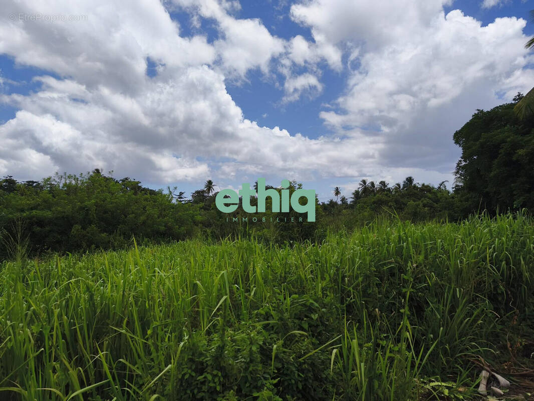 Terrain à SAINTE-ROSE