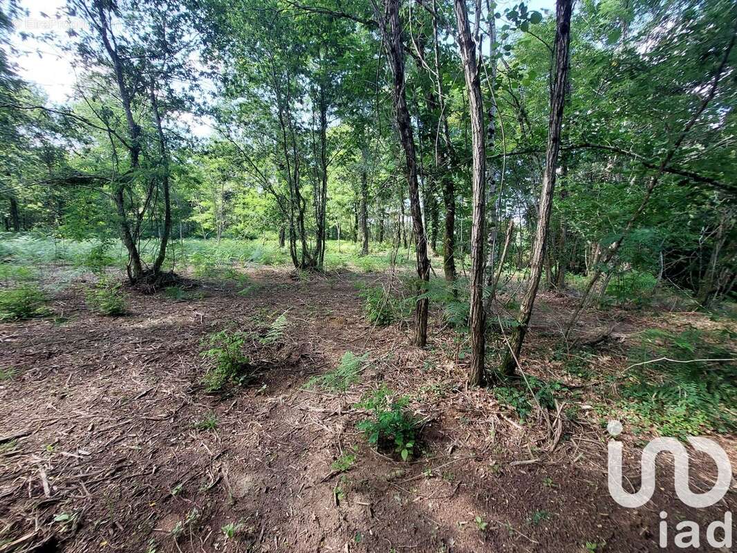 Photo 7 - Terrain à SAUGNAC-ET-CAMBRAN