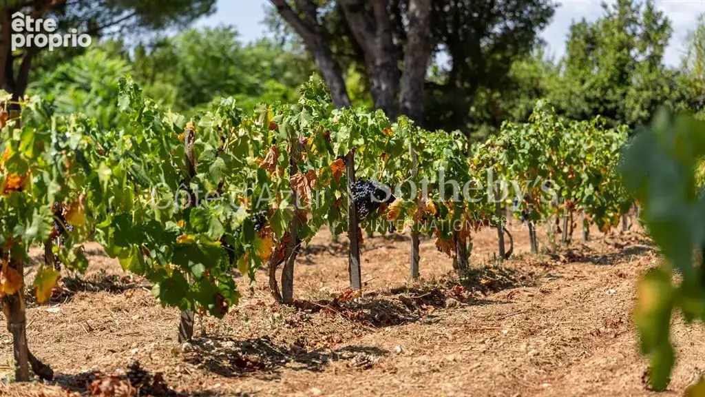 Saint-Tropez, domaine de deux villas provençales au Chemin de la Moutte - photo 19