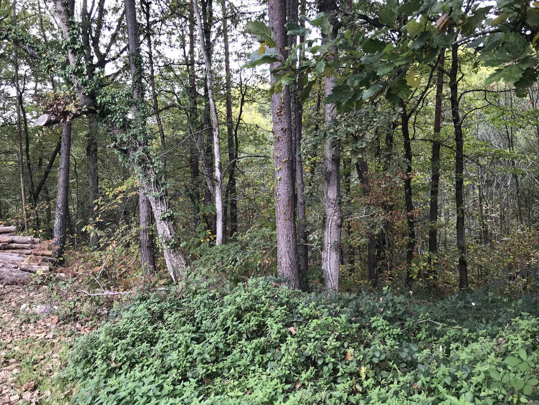 Terrain à CHANCELADE