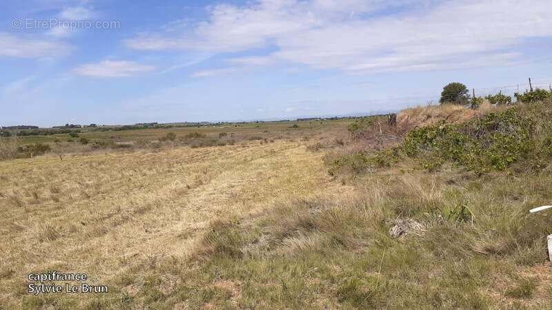 Terrain à MARSEILLAN