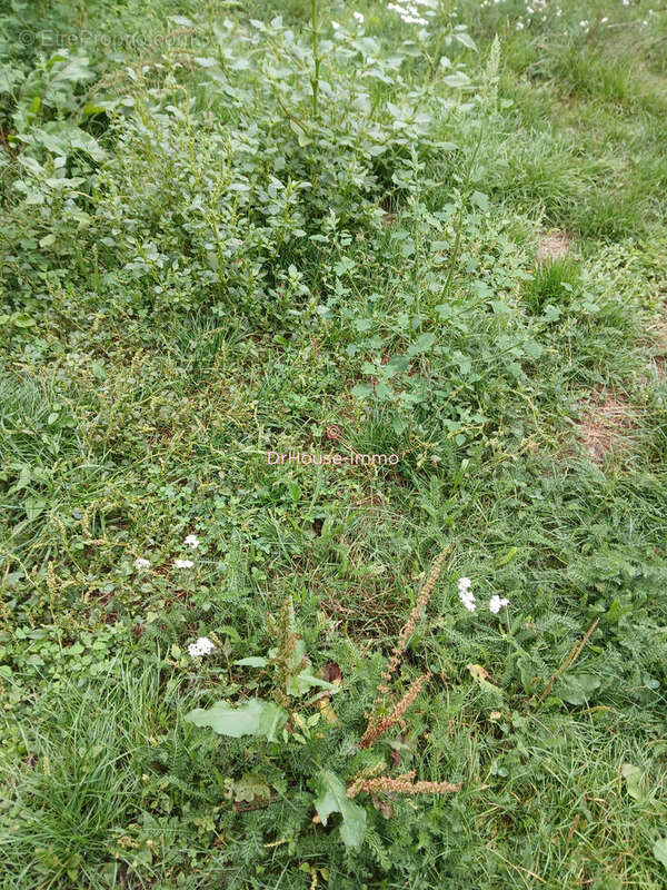 Terrain à SAINT-CYR-SUR-MENTHON