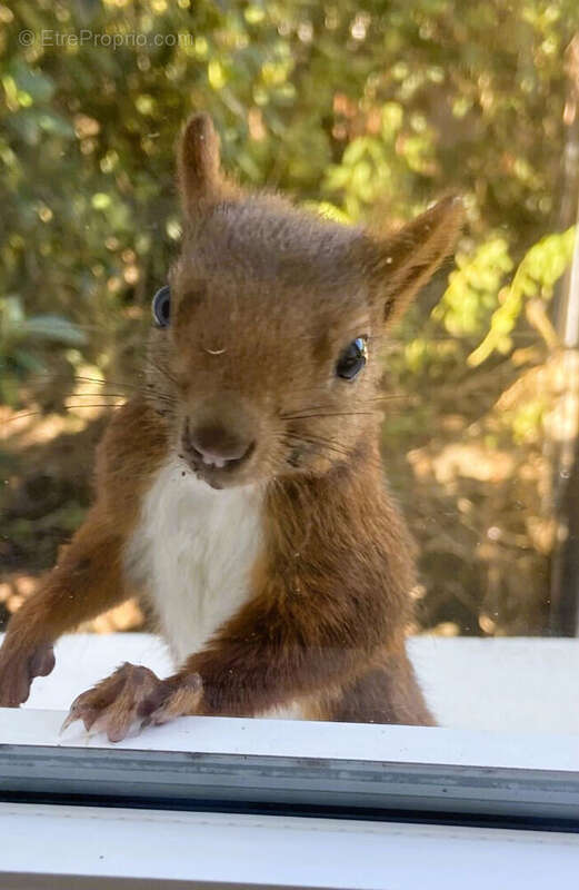 Maison à CARCASSONNE