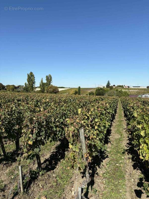 Maison à PAUILLAC