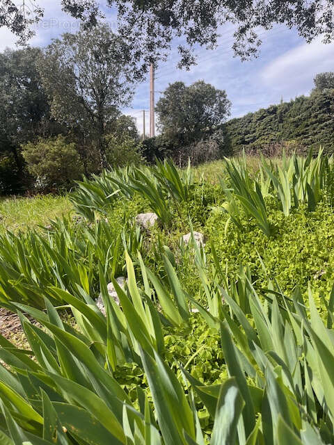 Maison à SAINT-MARTIN-DE-LONDRES