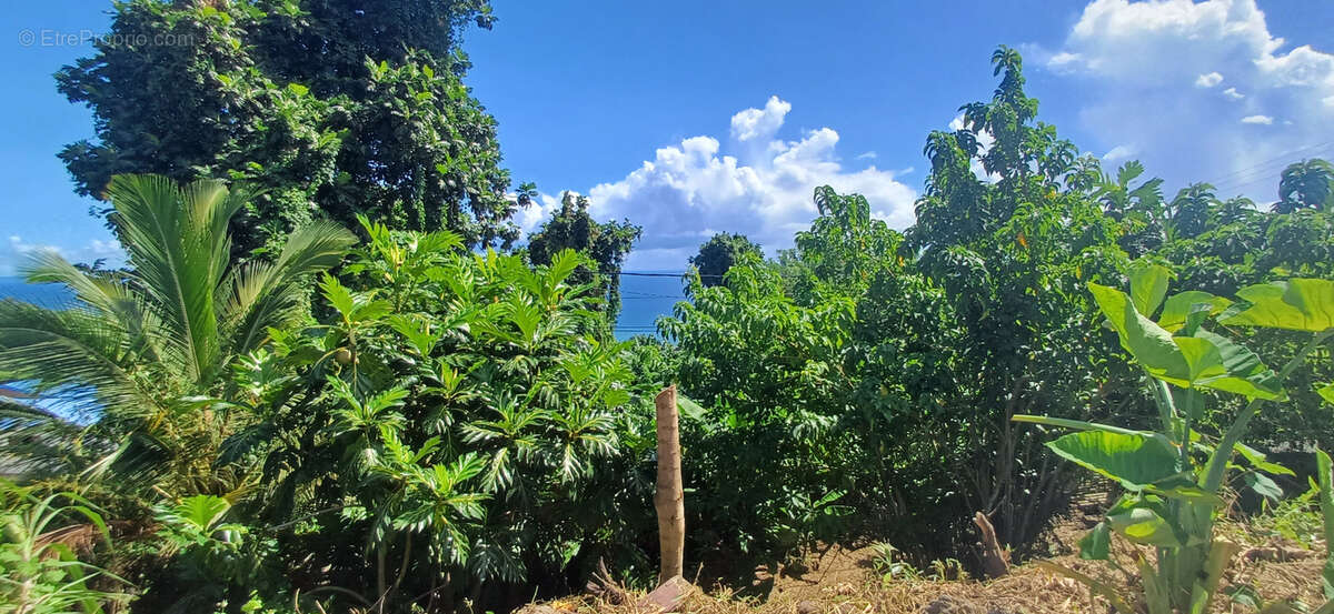 Maison à CAPESTERRE-BELLE-EAU