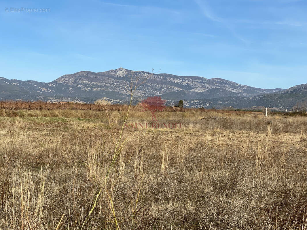 Terrain à SAINT-ANDRE-DE-SANGONIS