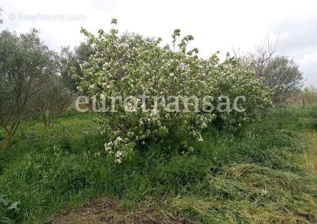 Terrain à NEZIGNAN-L&#039;EVEQUE