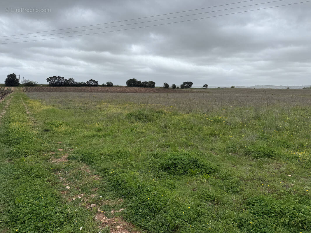 Terrain à SAINT-ANDRE-DE-SANGONIS