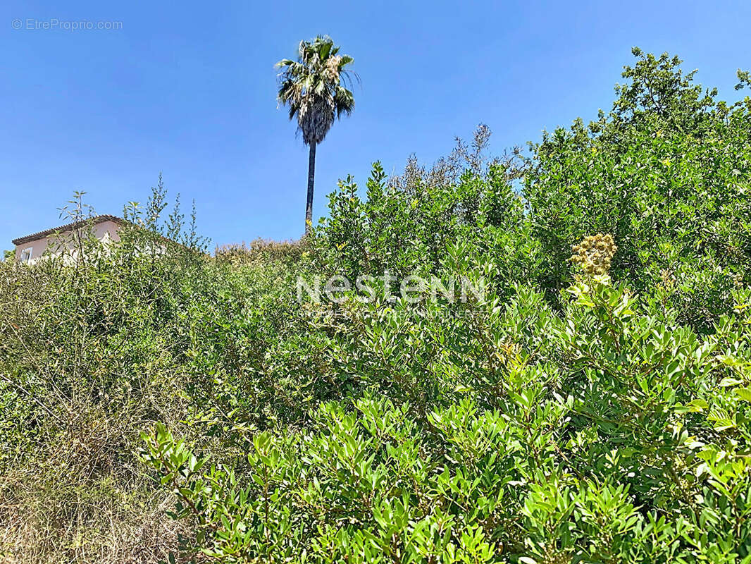 Terrain  avec pc 1669m2 - vallauris-les impiniers -constructible-piscinable - photo 4