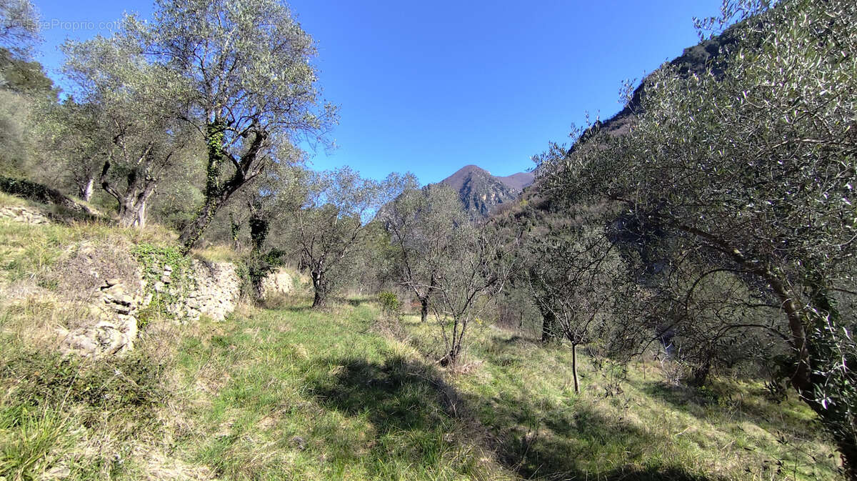 Maison à BREIL-SUR-ROYA