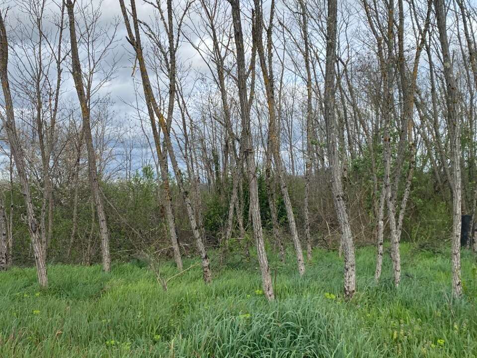 Terrain à PUJOLS-SUR-CIRON