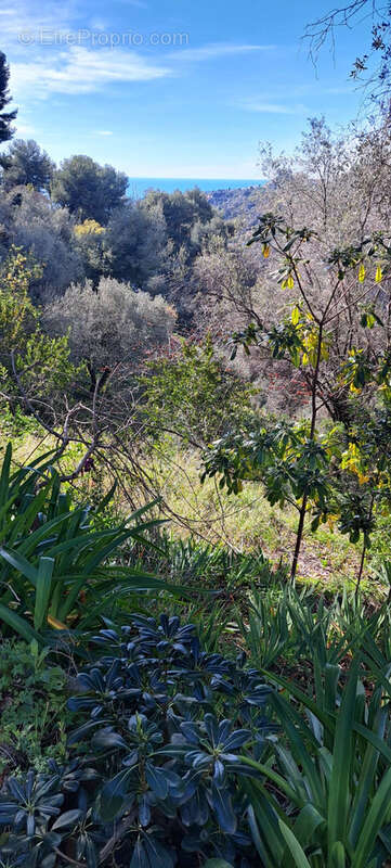 Terrain à MENTON