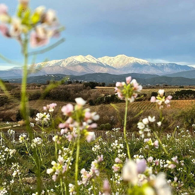 Terrain à MILLAS