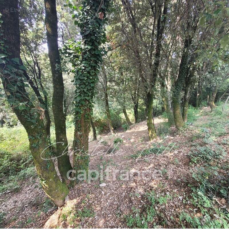 Dpt Corse (20), à vendre LEVIE terrain - photo 4