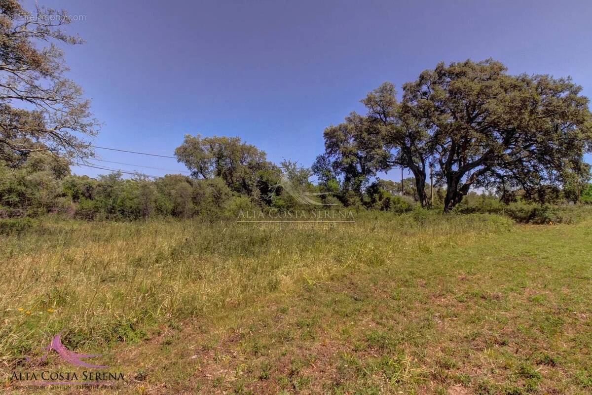 Terrain à SERRA-DI-FIUMORBO