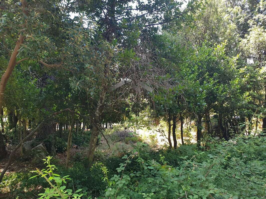 Terrain de 495 m² à L’Ospedale, Commune de Porto-Vecchio - photo 13