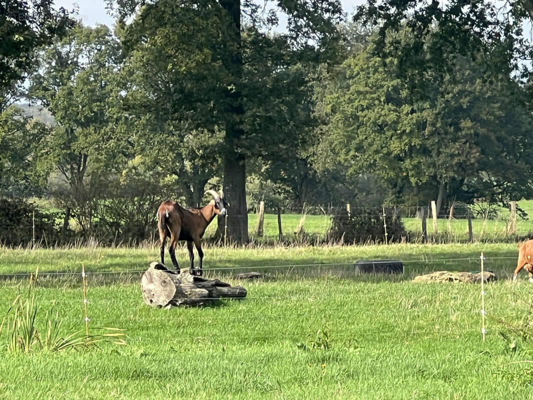 Maison à LE MELE-SUR-SARTHE