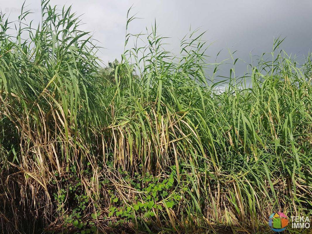 Terrain à SAINT-BENOIT