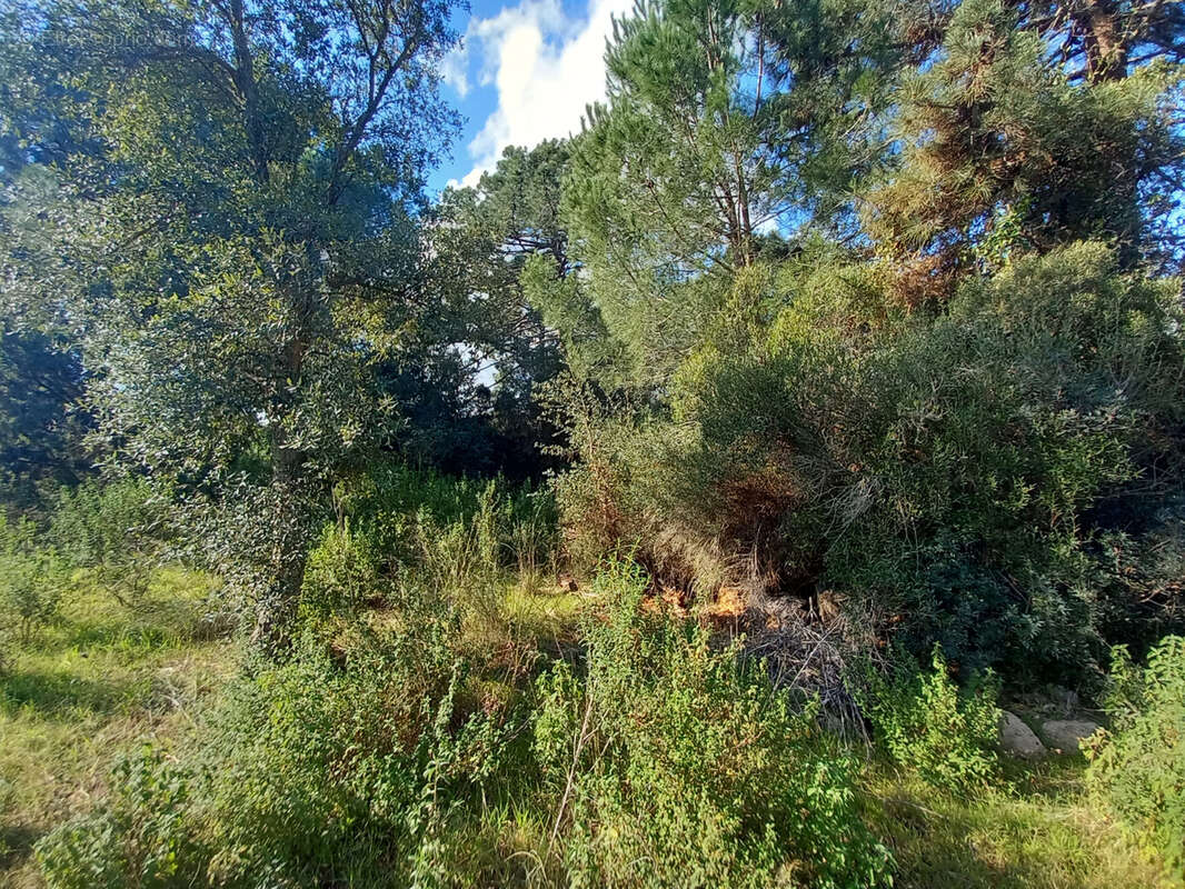 Terrain à PORTO-VECCHIO