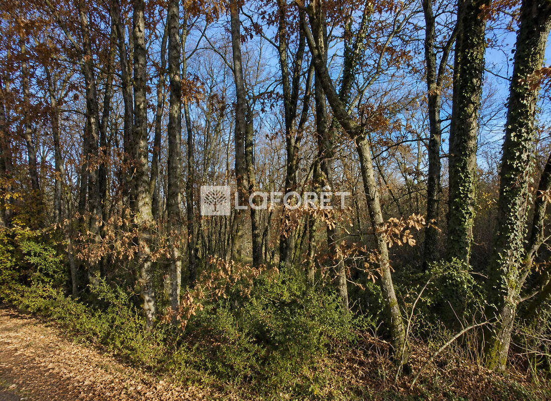 Terrain à TAURIAC