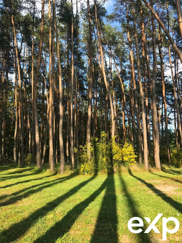 Maison à PRUNIERS-EN-SOLOGNE