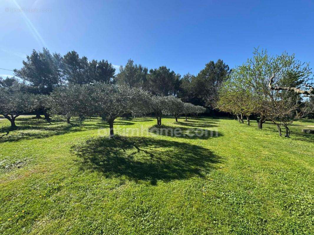 Maison Provençale au coeur des Alpilles - photo 4