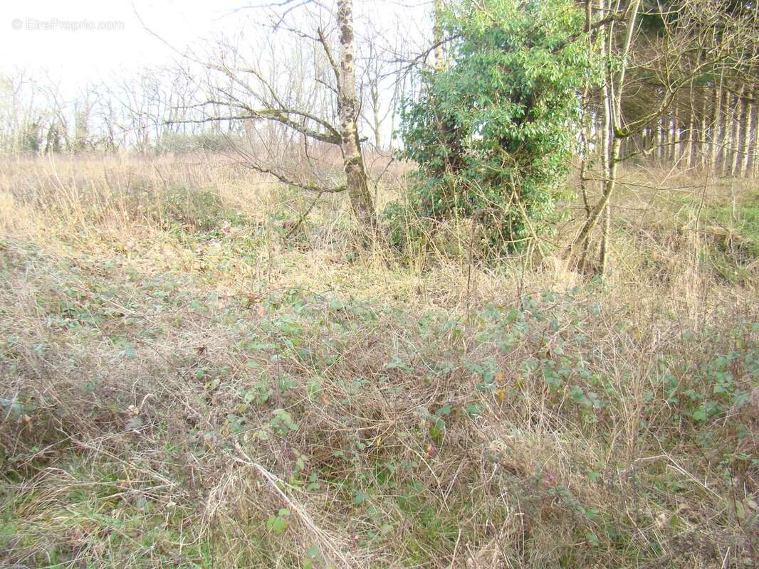 Terrain à SAINT-MAURICE-LA-CLOUERE