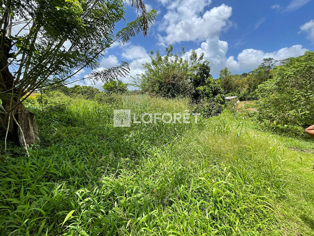 Terrain à LE LAMENTIN