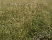 Terrain à JOUE-DU-BOIS