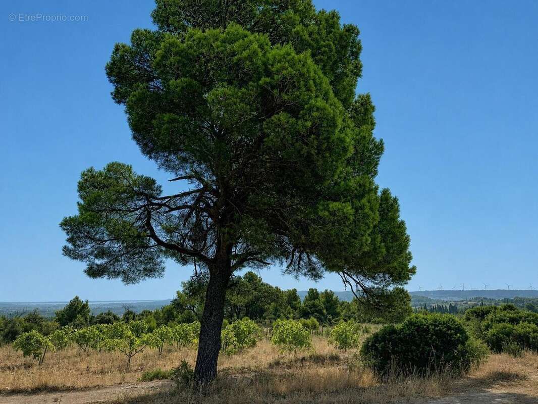 Terrain 11520 m² à Roquefort-Des-Corbieres  - photo 2