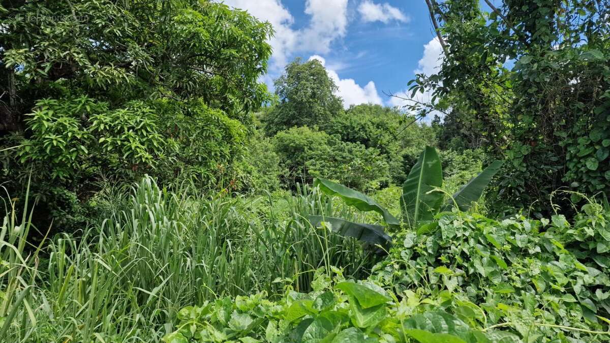 Terrain à LES ABYMES