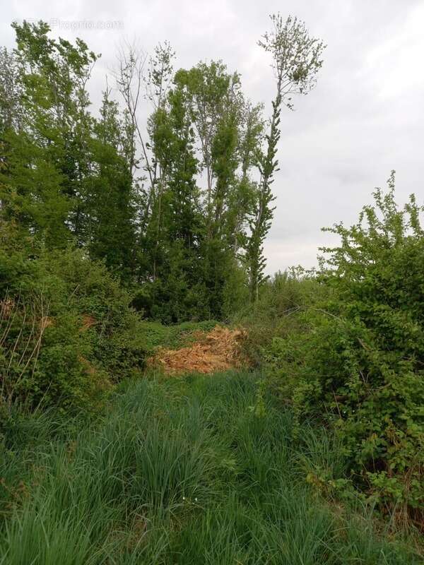 Terrain à COURTEMAUX