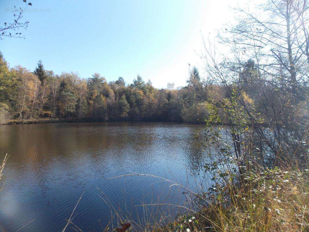 Terrain à LA CHAPELLE-MONTBRANDEIX
