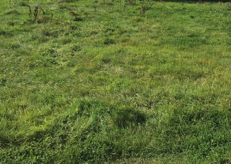 Terrain à SAINT-PIERRE-DU-REGARD