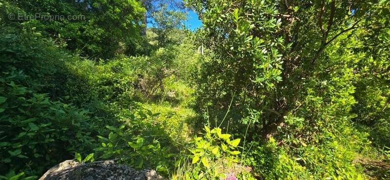 Terrain à SOLLIES-VILLE