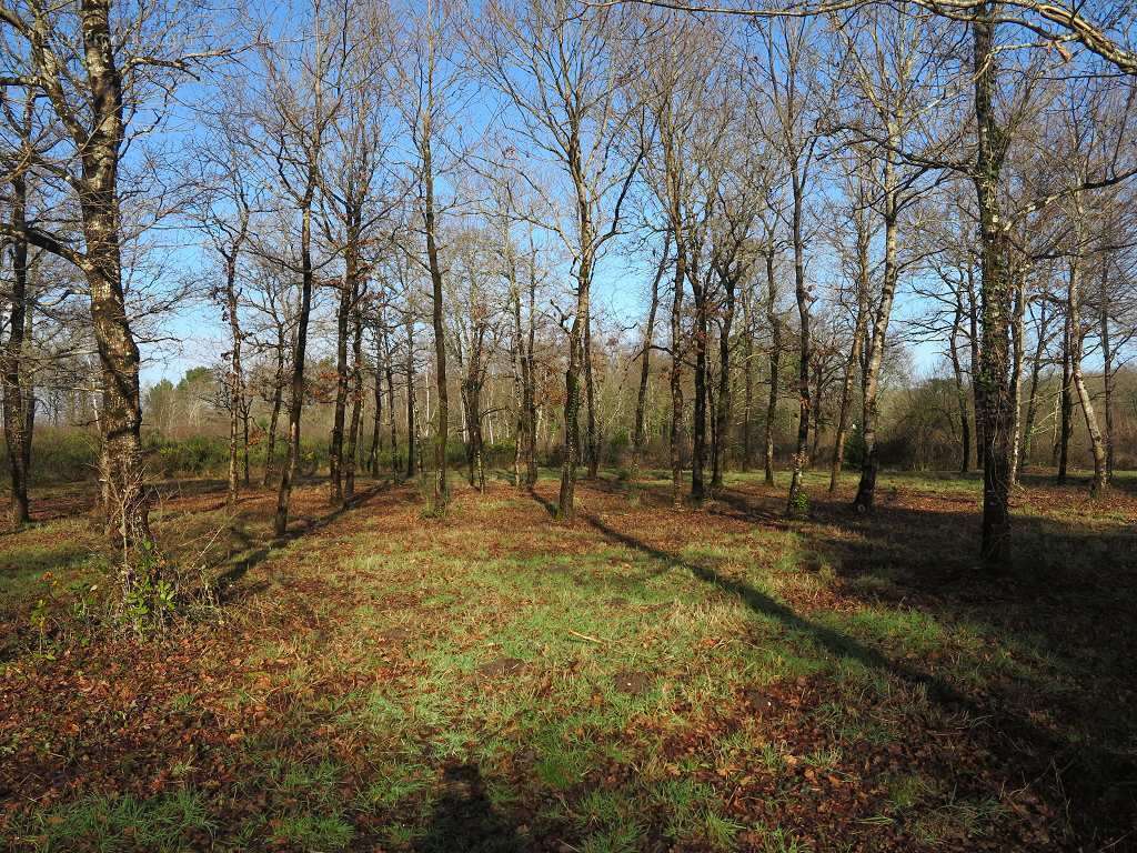 Terrain à SAINT-VIVIEN-DE-MEDOC