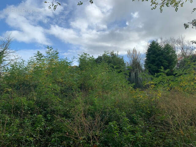 Terrain à SAINT-THOMAS-DE-CONAC