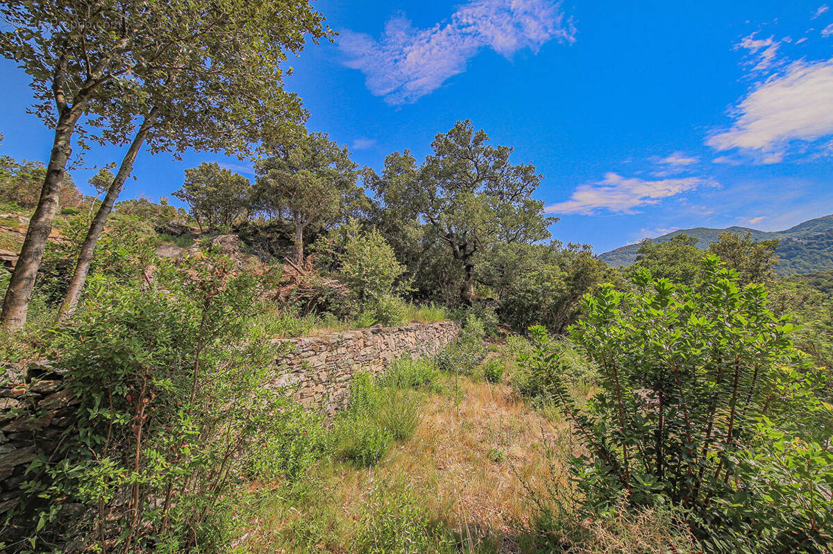 Terrain à SANTA-MARIA-DI-LOTA