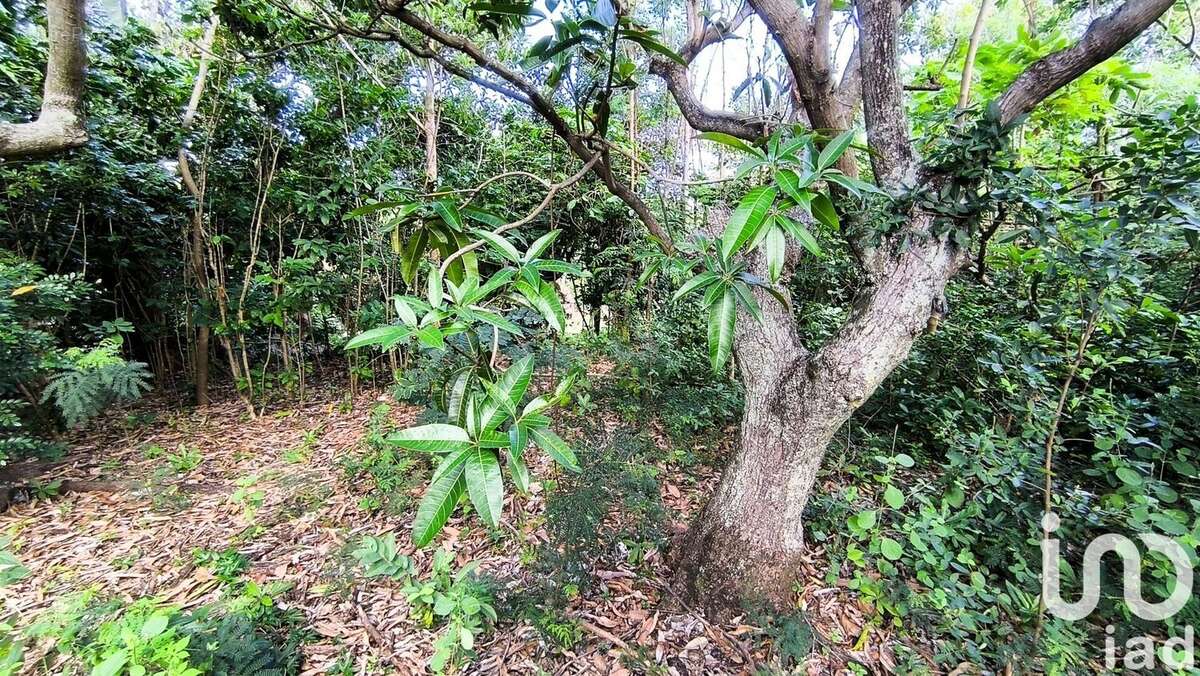 Photo 9 - Terrain à SAINT-LOUIS