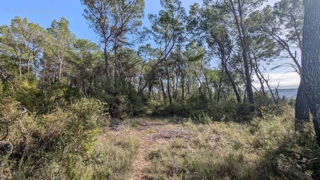 Terrain à VILLECROZE